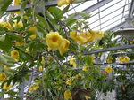 Allamanda Cathartica